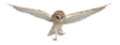 Barn Owl, Tyto alba, 4 months old