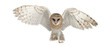 Barn Owl, Tyto alba, 4 months old