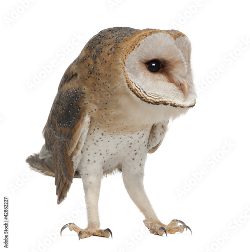 Photo: Barn Owl, Tyto alba, 4 months old Barn Owl, Tyto alba, 4 months old