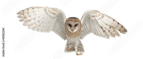 Photo: Barn Owl, Tyto alba, 4 months old Barn Owl, Tyto alba, 4 months old