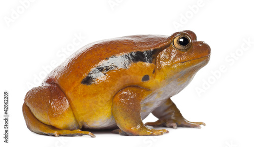 Photo: False Tomato Frog, Dyscophus guineti, against white background False Tomato Frog, Dyscophus guineti, against white background
