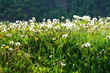 Photo: Pusteblumen Pusteblumen