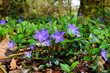 Photo: Immergrün mit Blüten Immergrün mit Blüten