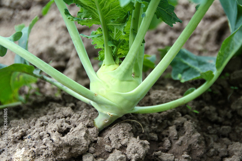 Photo: Kohlrabi ©yvonneweis Kohlrabi ©yvonneweis