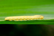 Foto: lange gelbe Raupe auf Maisblatt lange gelbe Raupe auf Maisblatt
