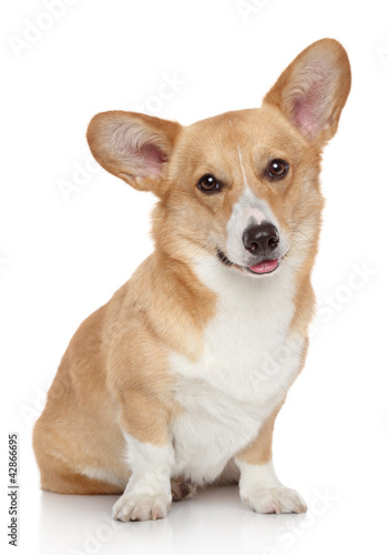 Photo: Pembroke on white background Pembroke on white background