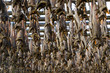 Foto: Aufgehängter Stockfisch Aufgehängter Stockfisch