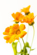 Photo: Beautiful Calendula officinalis Beautiful Calendula officinalis