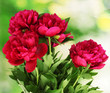 beautiful pink peonies on green background