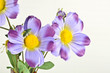 Fiori di stoffa