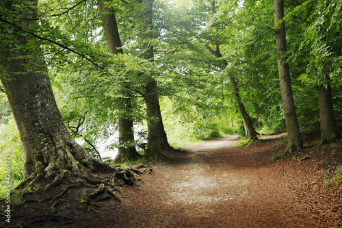 Foto: waldweg waldweg
