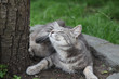 Foto: chat chat