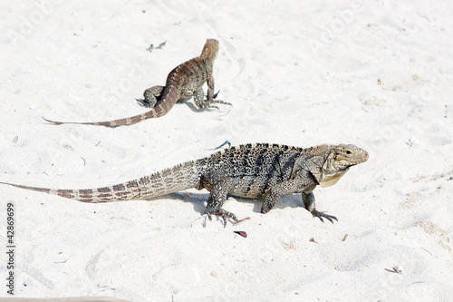 Photo: Cyclura nubila, Cuban rock iguana, or Cuban ground iguana Cyclura nubila, Cuban rock iguana, or Cuban ground iguana