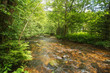 Stream through a sunlit forest