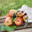 Erntezeit, Äpfel