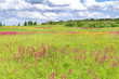 Spring flower field and  sky with clouds