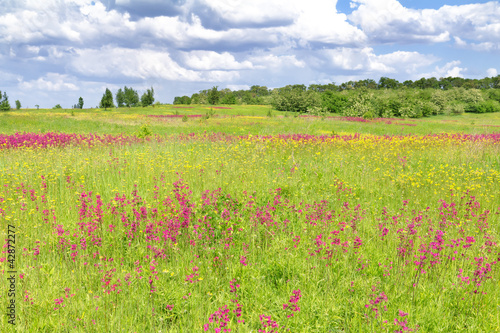 Photo: Spring flower field and sky with clouds Spring flower field and sky with clouds