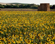 campo de girasoles