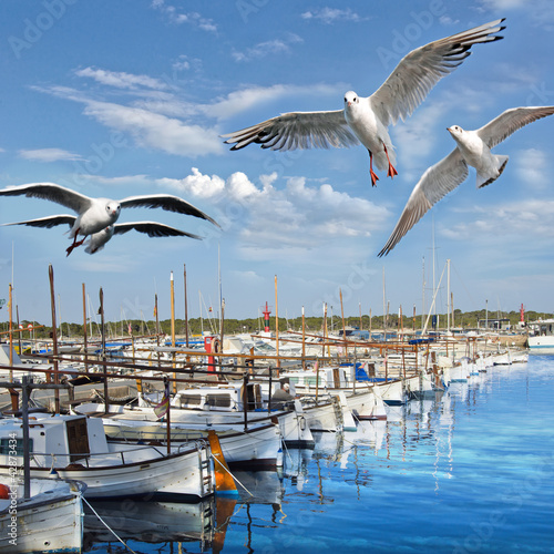 Foto: Hafen von Mallorca mit Möwen Hafen von Mallorca mit Möwen