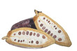 Photo: fruit of the cocoa tree fruit of the cocoa tree