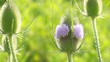 wild weed putting on the bling