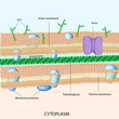 Gram negative bacterial cell wall, eps8
