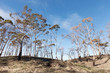 Bushfire Damage