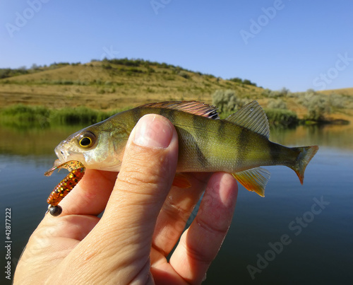 Foto: Perch fish Perch fish