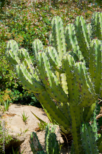 Photo: Cactus Cactus