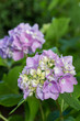 Hortensienblüte (Hydrangea)