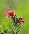 Photo : grevillea grevillea
