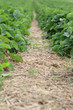Erdbeeren