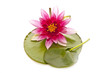 water lily on white beautiful flower