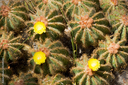 Photo: Cactus Cactus