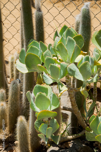 Photo: Cactus Cactus