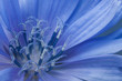 cornflower