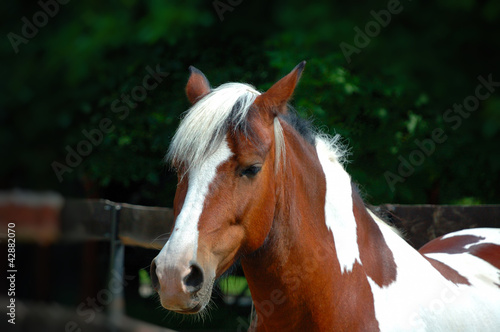 Photo: Horse Horse