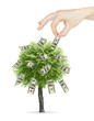 tree
