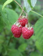 Framboise bio