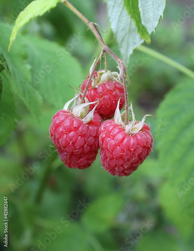 Photo: Framboise bio Framboise bio