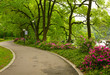 Summer park road