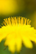 Foto: dandelion flower extreme close up dandelion flower extreme close up