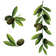 Vektor: Black olive set Black olive set