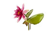 water lily on white beautiful flower