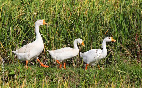 Foto: three geese in a row on a rice field three geese in a row on a rice field