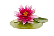 water lily on white beautiful flower