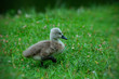 Photo: baby swan baby swan