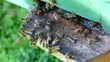 Video: Bees working Bees working