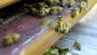 Video: Beehive entrance Beehive entrance