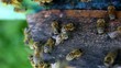 Video: Bees working Bees working